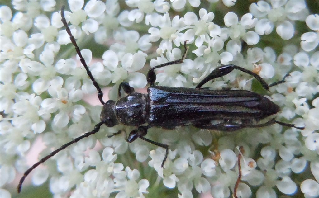 Stenopterus ater